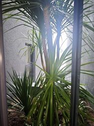 Hillview Estate (D23), Terrace #453595671